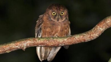 Afrika'da yeni bir baykuş türü keşfedildi