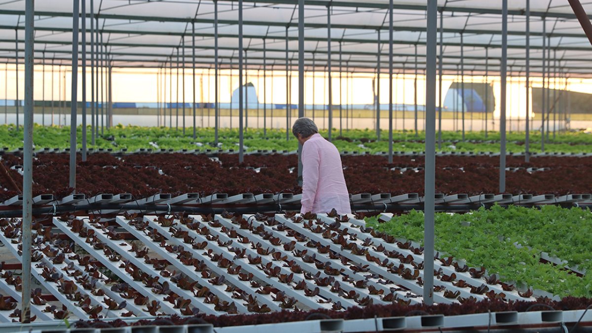 İstanbullu girişimci, topraksız tarımla 21 dönümde 210 dönüme denk ürün yetiştiriyor #4