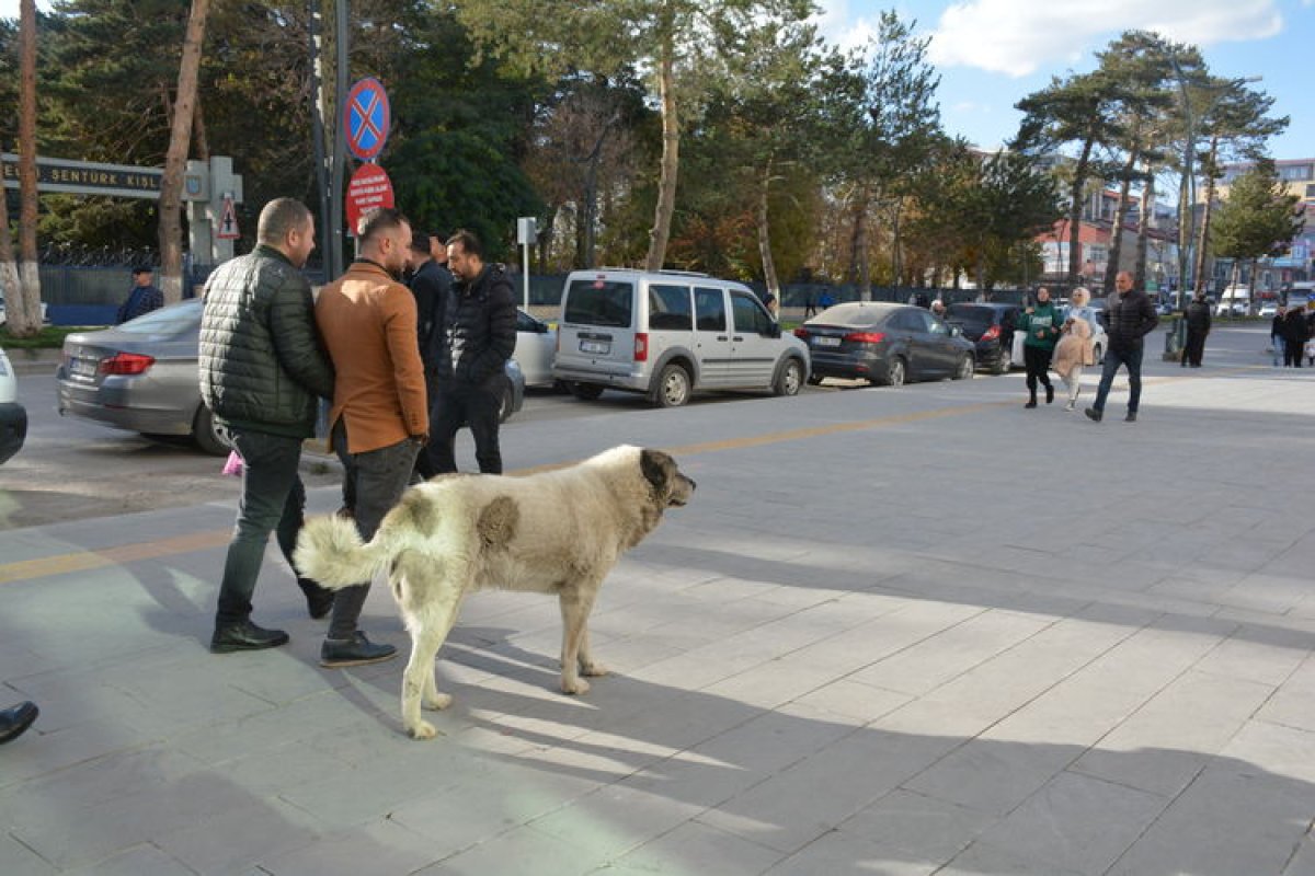Bitlislilerden çağrı: Sahipsiz köpekler toplatılsın #4