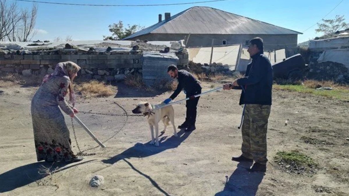 Bitlislilerden çağrı: Sahipsiz köpekler toplatılsın #2