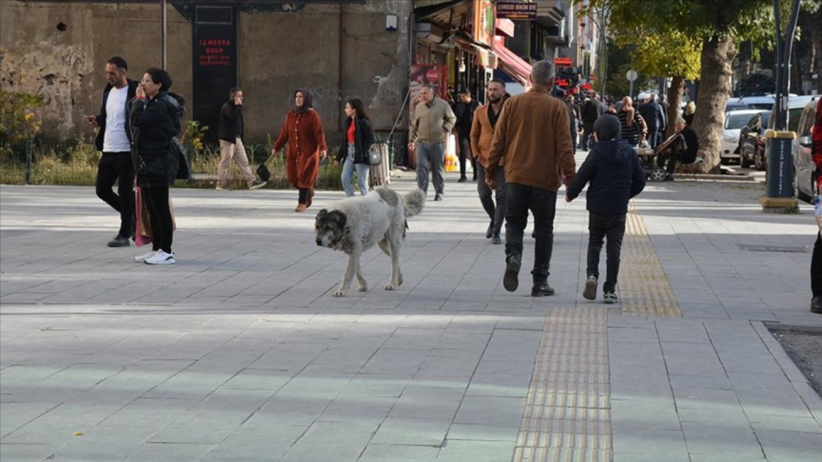 Bitlislilerden çağrı: Sahipsiz köpekler toplatılsın #5
