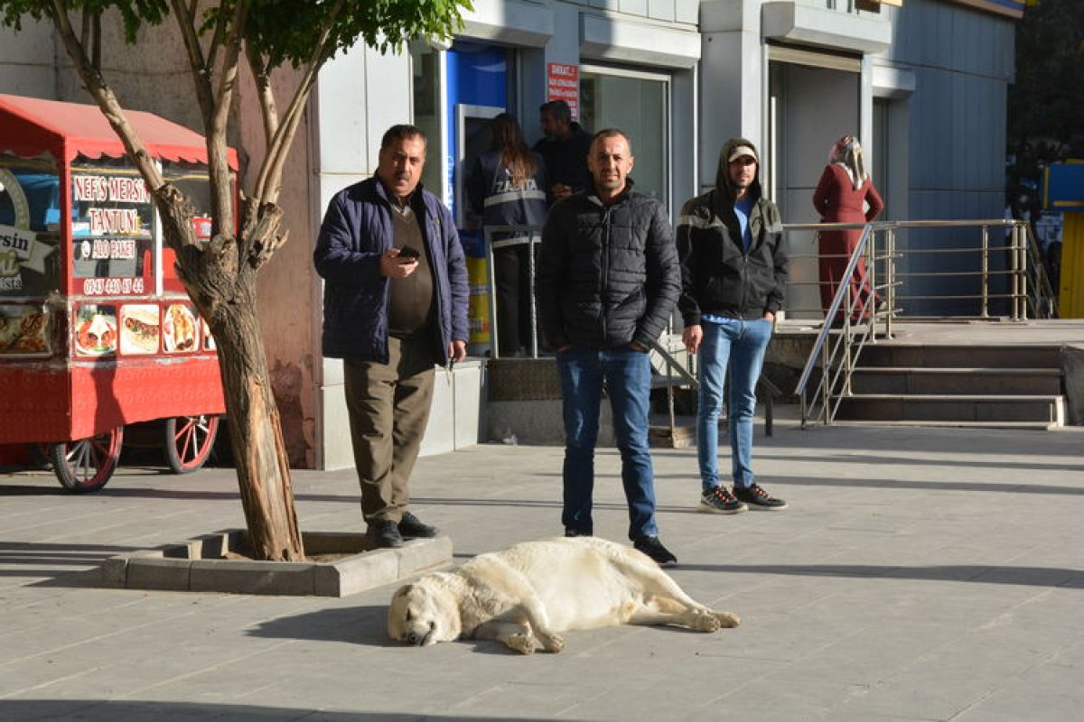 Bitlislilerden çağrı: Sahipsiz köpekler toplatılsın #3
