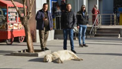 Bitlislilerden çağrı: Sahipsiz köpekler toplatılsın