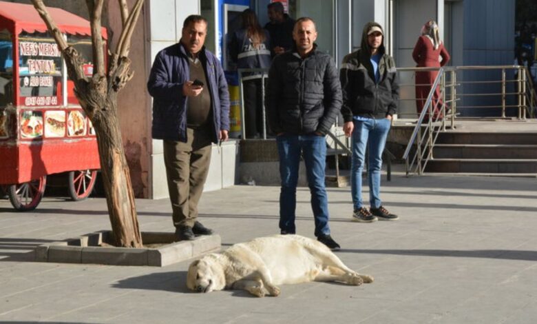Bitlislilerden çağrı: Sahipsiz köpekler toplatılsın