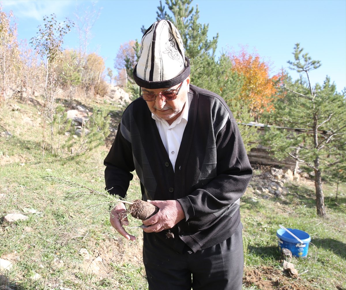Giresunlu Cemal Emmi, 30 yıldır köyündeki atıl arazileri ağaçlandırıyor #5