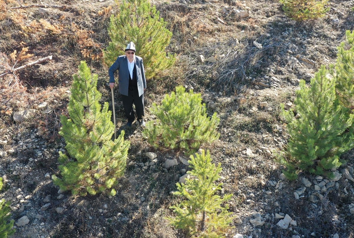 Giresunlu Cemal Emmi, 30 yıldır köyündeki atıl arazileri ağaçlandırıyor #10