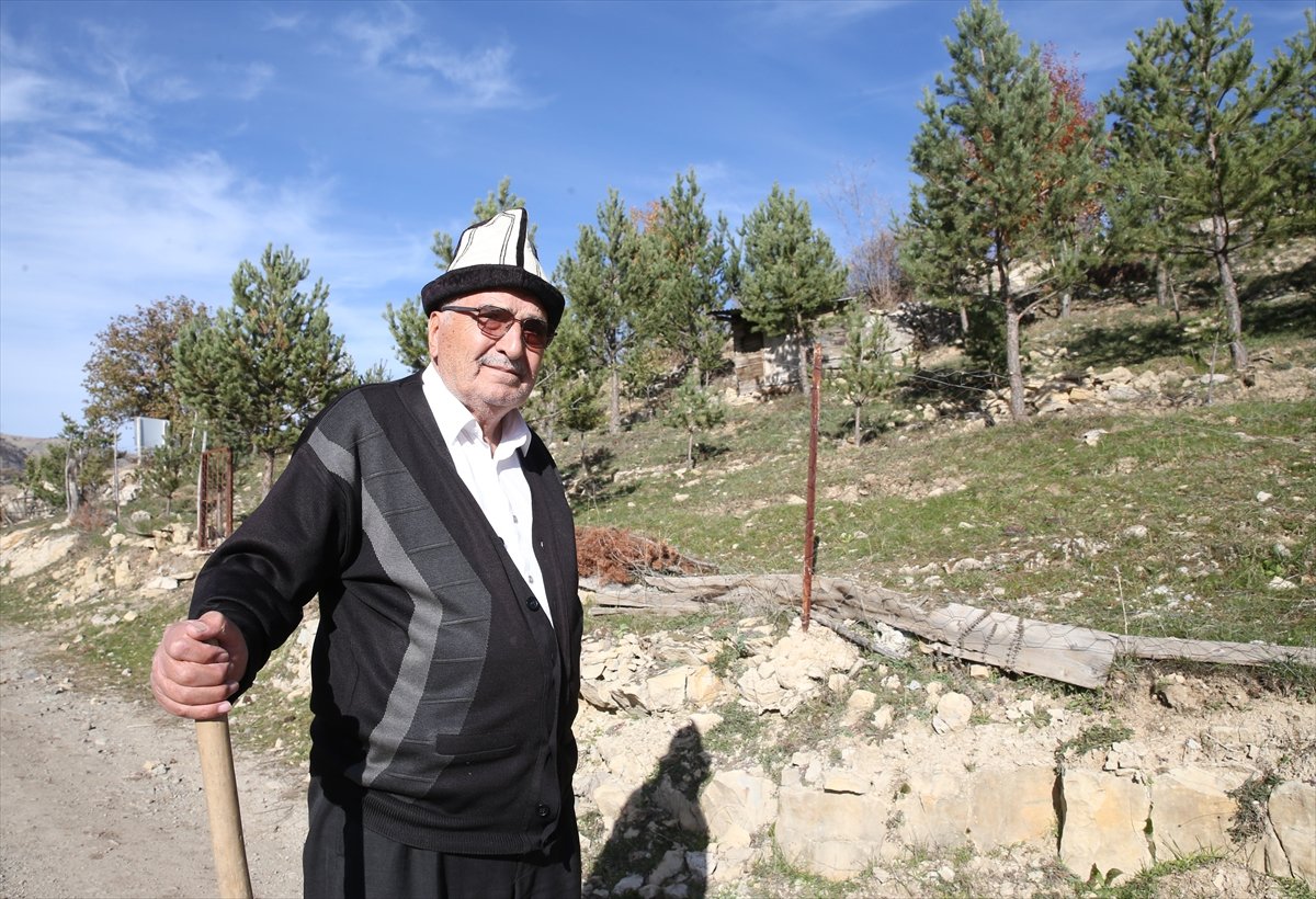 Giresunlu Cemal Emmi, 30 yıldır köyündeki atıl arazileri ağaçlandırıyor #6