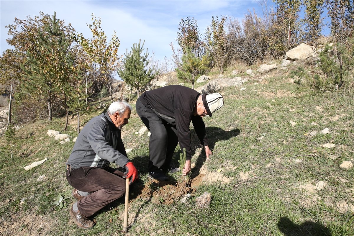 Giresunlu Cemal Emmi, 30 yıldır köyündeki atıl arazileri ağaçlandırıyor #7