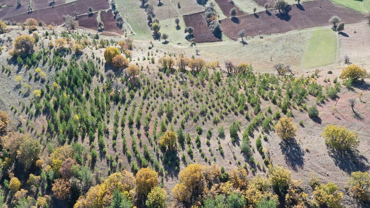 Giresunlu Cemal Emmi, 30 yıldır köyündeki atıl arazileri ağaçlandırıyor #12