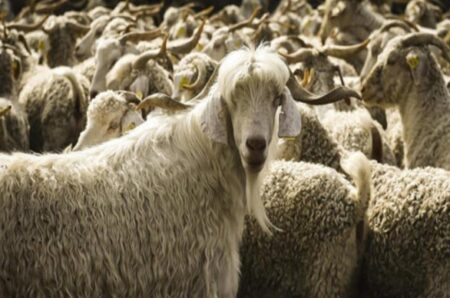 Anaç Koyun Keçi Desteklemesi 2022 Başvuru ve Şartları