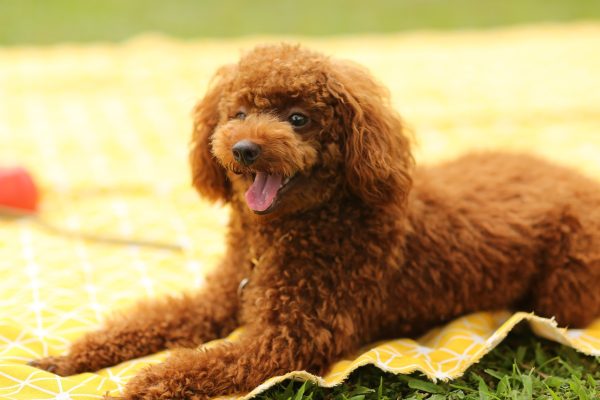 Poodle Sahiplendirme: Yeni Sahipler İçin Önemli Bilgiler