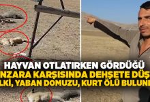 Hayvan otlatırken gördüğü manzara karşısında dehşete düştü!