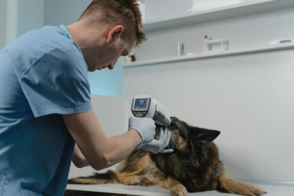Kadıköy Veteriner Hizmetlerinde Doğru Klinikleri Seçme Rehberi